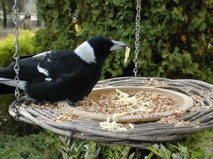magpie